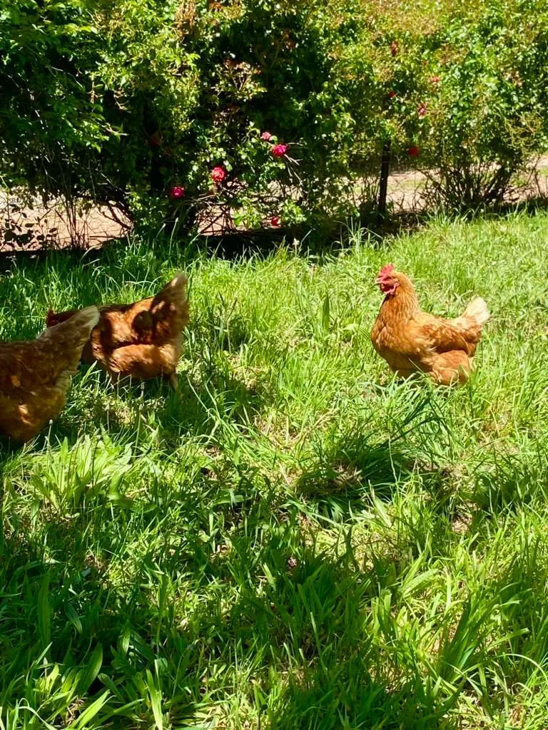 Seaside Farm